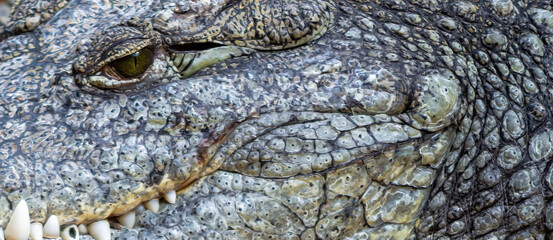 A crocodile's face is shown with its mouth open