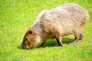 A capybara (Hydrochoerus hydrochaeris) on the lush green meadow