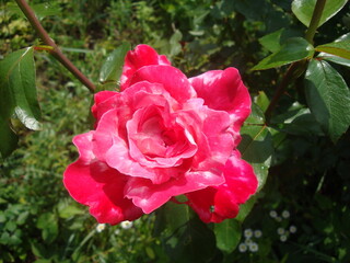 pink rose in garden