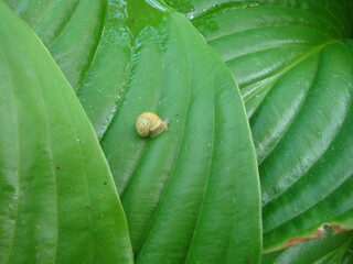 nature