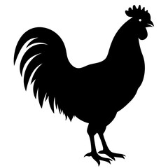 rooster isolated on white
