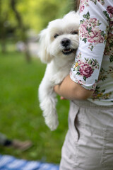 Woman cuddling fluffy white maltese dog during sunny park stroll