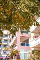 View from below of yellow autumn leaves on trees with yellow rowan berries, fall nature scene