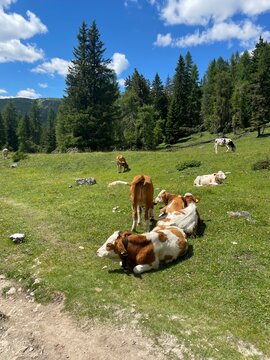 Resting Cows in Lush Alpine Meadow near Tre Cime di Lavaredo, Dolomites, Peaceful Summer Landscape with Pine Trees, Blue Sky and Vibrant Green Grass in the Italian Alps