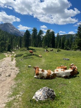Resting Cows in Lush Alpine Meadow near Tre Cime di Lavaredo, Dolomites, Peaceful Summer Landscape with Pine Trees, Blue Sky and Vibrant Green Grass in the Italian Alps