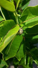 Monarch Caterpillar Eating Milkweed Leaf