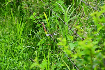 Dragonfly in a Field