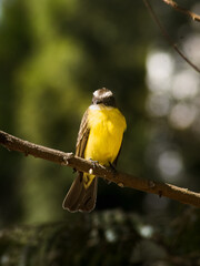 Bathed in golden sunlight, a Great Kiskadee (Pitangus sulphuratus) perches confidently on a slender branch, its vivid yellow belly gleaming against the soft blur of forest green. 