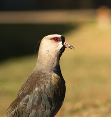 A Southern Lapwing (Vanellus chilensis) stands alert, bathed in warm sunlight. Its vivid red eye and bold black markings create a dramatic contrast against its soft grey and olive plumage.