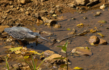 In perfect harmony with its surroundings, a Striated Heron (Butorides striata) crouches low at the muddy edge of a shallow stream, eyes locked and beak poised for the catch. 