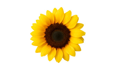 Fototapeta premium Bright yellow sunflower bloom isolated on transparent background