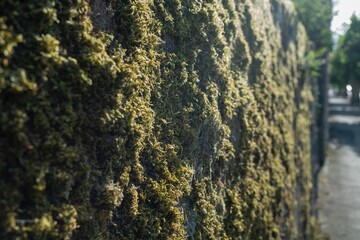 Obraz premium Moss covering a weathered stone wall in soft morning light beside a quiet pathway
