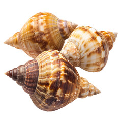 Fototapeta premium Three seashells, close-up