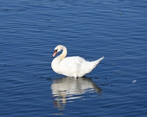 Swan on the water