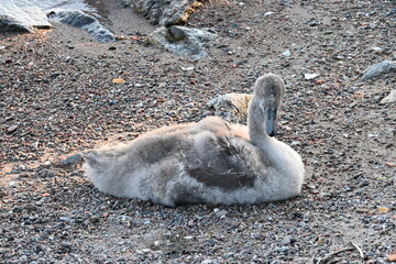 Baby swan at the beach