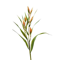 Fototapeta premium Close-up of a stylized plant with orange blossoms