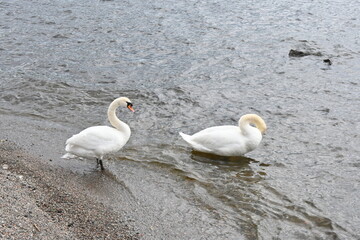 swans on the beach