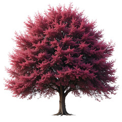 Cotinus obovatus frontal set trees (American Smoketree, Chittamwood Smokebush, Smoke Tree, Texas Smoke Tree, Wild Smoke Tree) isolated png on a transparent background premium cutout