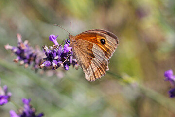 large ox-eye on lavender