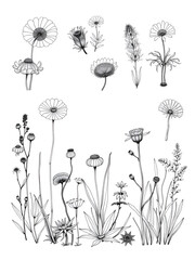 Mega set of natural plants of america, sketch.