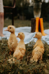 chicks in the farm
