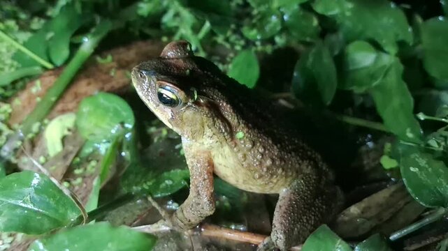 
Cane toad, genus Rhinella, known for its "cururu"-sounding vocalizations and its venom-secreting parotid glands. They are native to Central and South America.