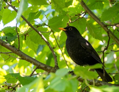 Blackbird perched in leafy tree (1)