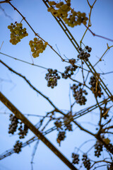 Bunches of tasteless, grapes unsuitable for wine, hang on a vine with autumn leaves, remaining as winter bird food.