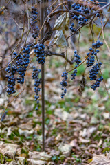 Bunches of tasteless, dark purple grapes, unsuitable for wine, hang on a vine with autumn leaves, remaining as winter bird food.