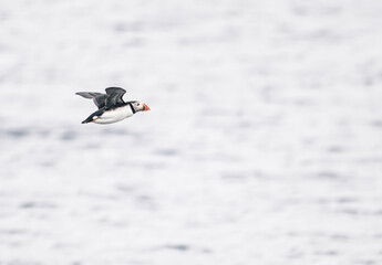 atlantic puffin in flight