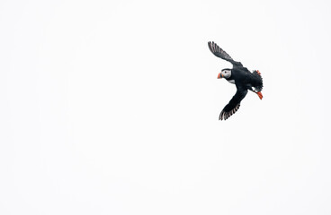 atlantic puffin in flight