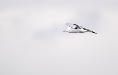 seagull in flight