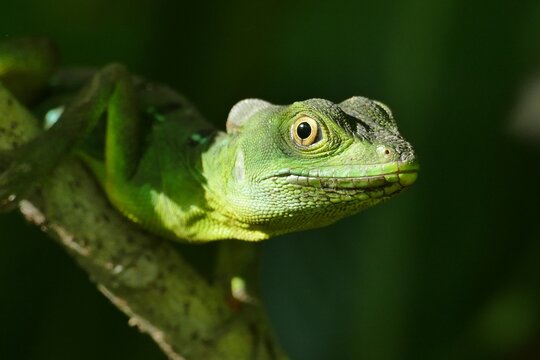 green lizard on a branch - Powered by Adobe