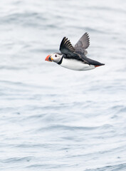 atlantic puffin in flight