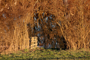 Sunlit bare-branched bushes line a wide flooded woodland edge, with an old wooden barrier marking...