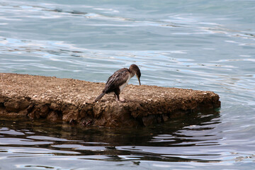 A lone, wet cormorant bird stands on a jagged stone jetty, gazing at rippling blue water, embodying wildlife presence against manmade waterfront structures in a serene aquatic scene
