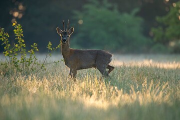 deer in the woods