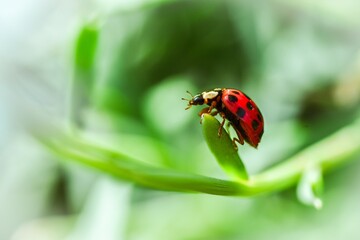 ladybug on green leaf