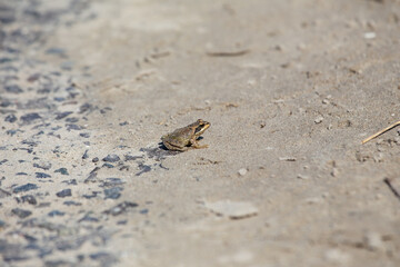Common Frog (Rana temporaria) on Bull Island Dublin – widespread wetland habitat