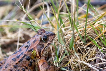Common Frog (Rana temporaria) on Bull Island Dublin – widespread wetland habitat
