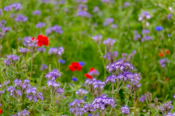 Selective focus of wild flower in meadow, Phacelia tanacetifolia is a species of flowering plant in the borage family Boraginaceae, Lacy phacelia, Blue tansy or purple tansy, Nature floral background.