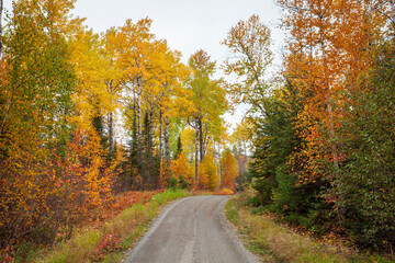 Obraz premium Dirt road with curve in northern Minnesota woods with trees in brilliant fall color