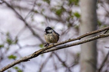 Coal Tit (Periparus ater) in Father Collins Park, Dublin – common in Irish woodlands and gardens
