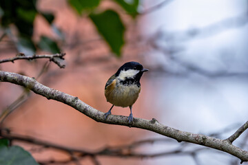 Coal Tit (Periparus ater) in Father Collins Park, Dublin – common in Irish woodlands and gardens