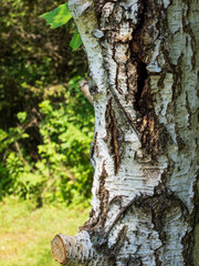 Close-up image if birch bark