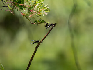 Dragonfly on branch