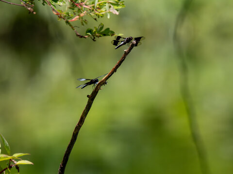 Dragonflies perched on branch - Powered by Adobe