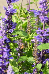 Bees on  a hyssop plant