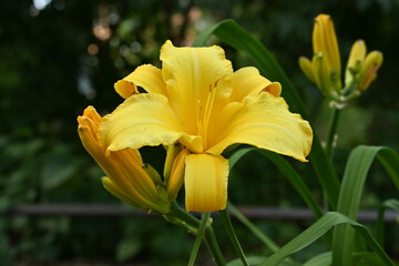 Yellow Day lily