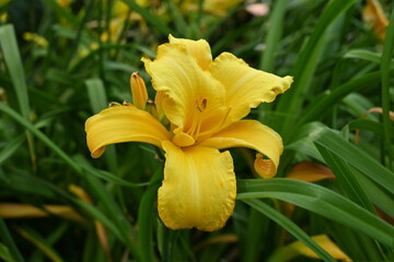 Yellow Day lily 